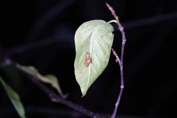 Tiro Macro Insetos Uma Folha Verde — Fotografia de Stock