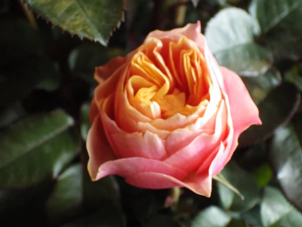 Крупним Планом Знімок Квітучої Троянди Зелені — стокове фото