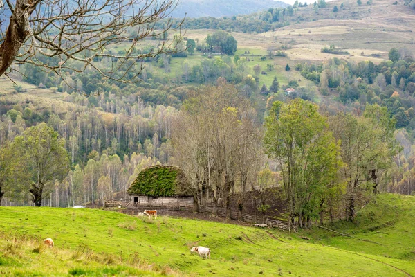 Una Vista Panoramica Ovile Vicino Alle Montagne Apuseni Dumesti Romania — Foto Stock