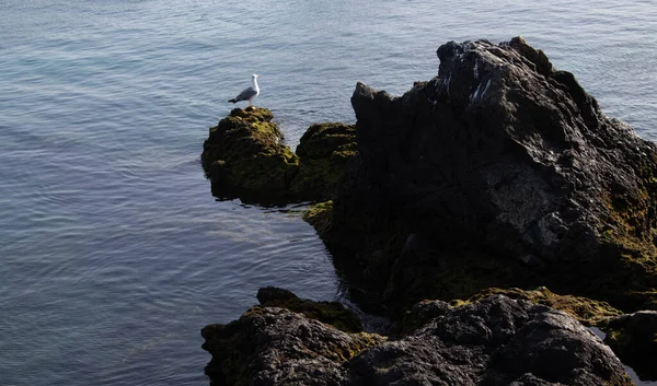 Високий Кутовий Знімок Чайки Сидить Моховинних Скелях Морі — стокове фото