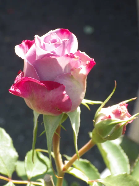 Ένα Κάθετο Κοντινό Πλάνο Ενός Ανθισμένου Τριαντάφυλλου Στο Πράσινο — Φωτογραφία Αρχείου