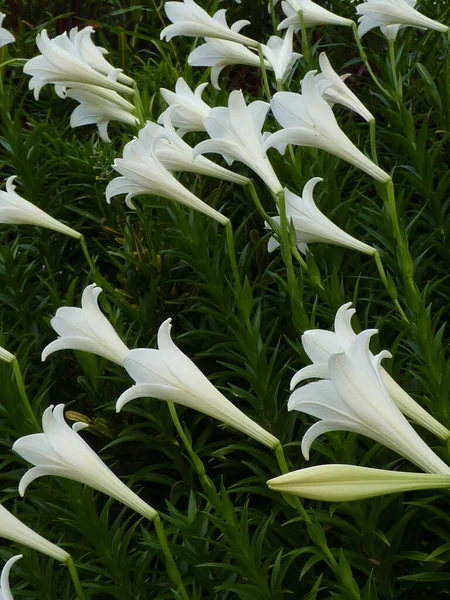 Tiro Vertical Florescer Lírios Longflower Vegetação — Fotografia de Stock