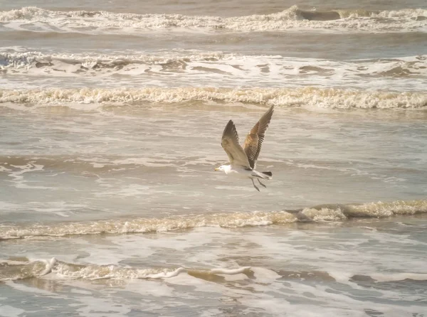 Schöne Aufnahme Einer Möwe Die Über Einem Meer Fliegt — Stockfoto