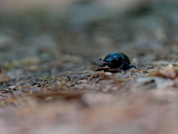甲虫在土壤中爬行的选择性聚焦镜头 — 图库照片