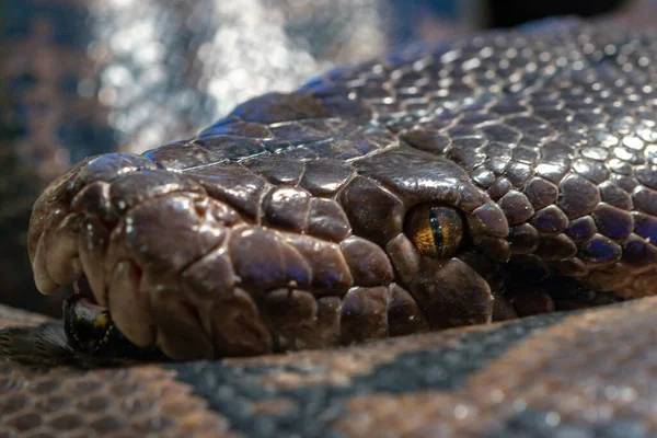 Primer Plano Una Serpiente Mirando Directamente Cámara —  Fotos de Stock