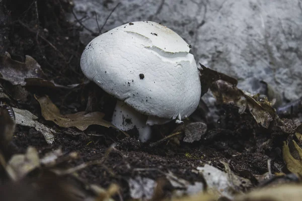 Detailní Záběr Bílé Houby Rostoucí Lesní Půdě — Stock fotografie