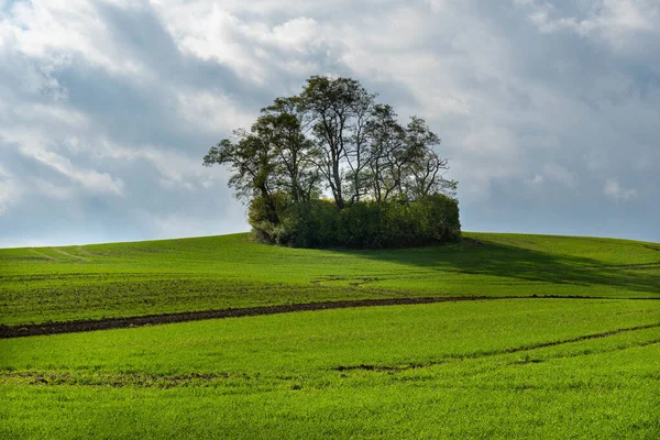Çalıların Arasında Büyüyen Bir Grup Ağacın Olduğu Yeşil Bir Vadinin — Stok fotoğraf