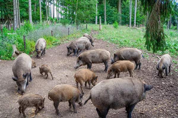 Porcos Mangalica Húngaros Numa Exploração Suinícola — Fotografia de Stock