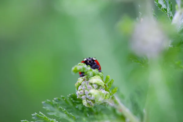 Close Besouro Índia Coccinellidae Botões Folha Branca Achillea — Fotografia de Stock