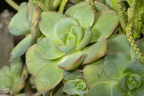 아래푸른 배경을 에체베리아의 식물들이 들어차 — 스톡 사진