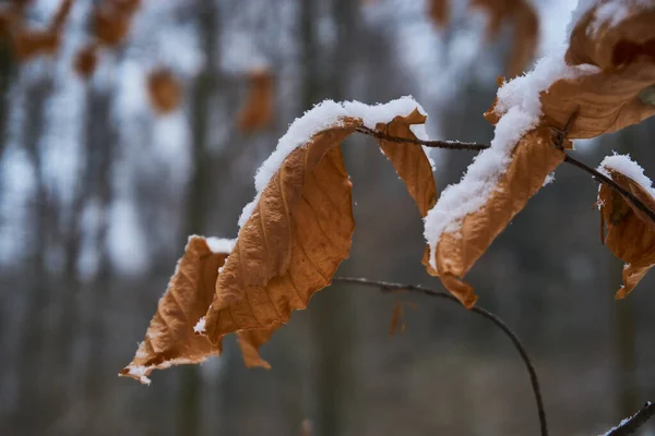 冬に乾燥した葉の上に雪のクローズアップショット — ストック写真