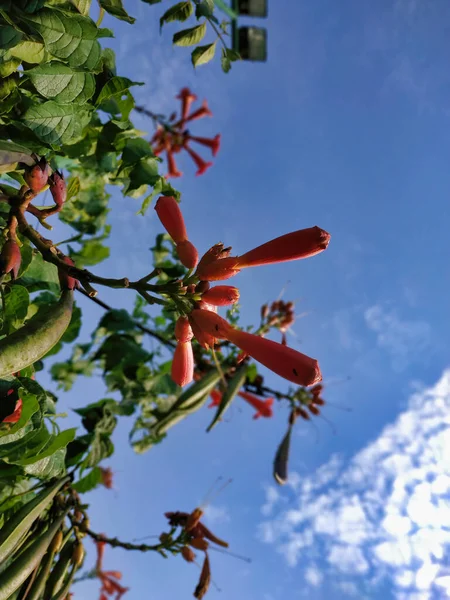 Plan Vertical Fleurs Vigne Trompette Dans Jardin Sous Lumière Soleil — Photo