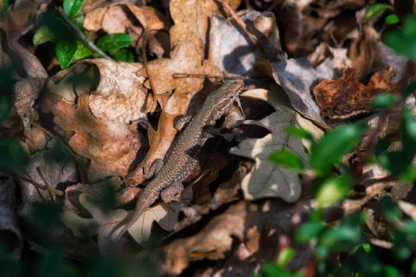 Primer Plano Lagarto Hojas Secas — Foto de Stock