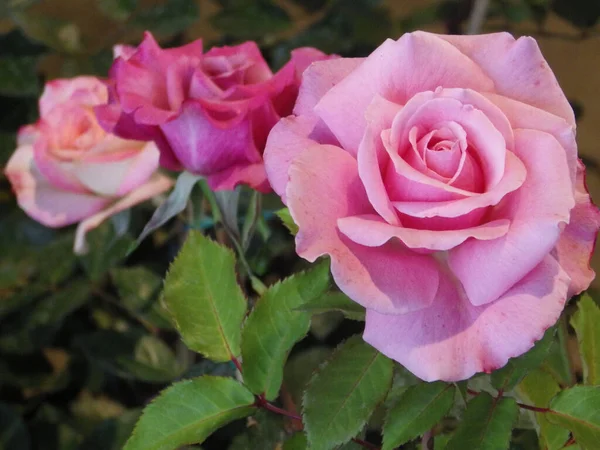 Крупним Планом Рожеві Квітучі Троянди Зелені — стокове фото