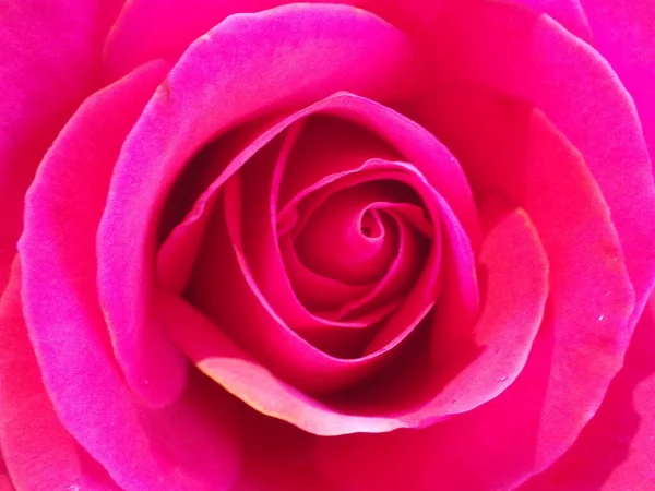 Closeup Shot Blooming Pink Rose Perfect Wallpaper — Stock Photo, Image