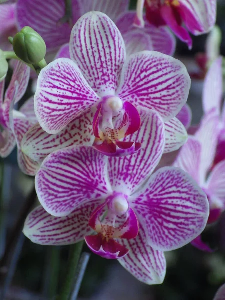 Tiro Vertical Flores Florescendo Orchid Vegetação — Fotografia de Stock