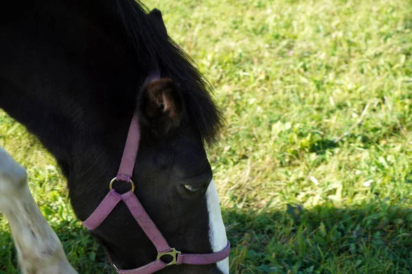 Nahaufnahme Eines Schwarzen Pferdes Das Auf Verschwommenem Hintergrund Gras Weidet — Stockfoto