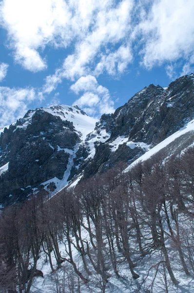 Μια Όμορφη Κάθετη Λήψη Μιας Χιονισμένης Βουνοπλαγιάς Δέντρα — Φωτογραφία Αρχείου