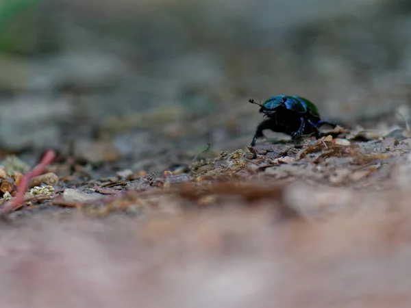 Eine Selektive Fokusaufnahme Eines Auf Dem Boden Kriechenden Käfers — Stockfoto
