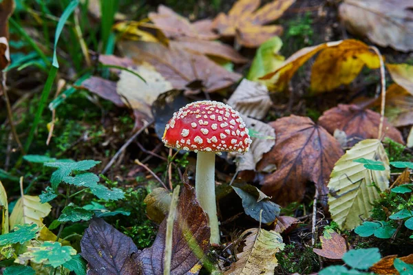 Egy Közeli Felvétel Amanita Muscaria Gombáról Erdőben — Stock Fotó