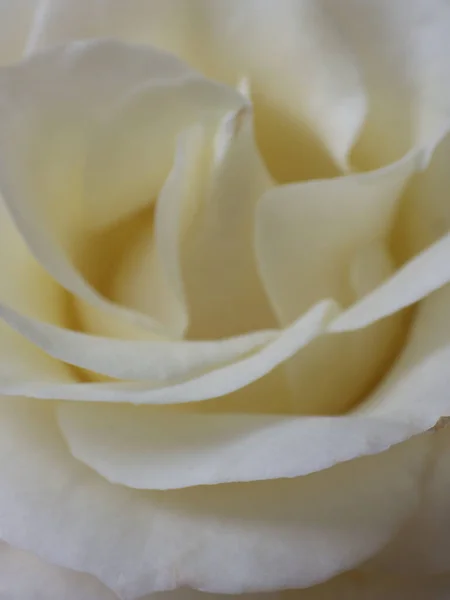 Een Verticale Opname Van Een Bloeiende Witte Roos Perfect Voor — Stockfoto