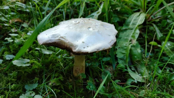 Közelkép Egy Kalocybe Gambosa Gombáról Erdőben Nappal — Stock Fotó