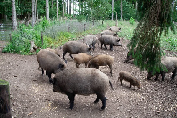 Porcos Mangalica Húngaros Numa Exploração Suinícola — Fotografia de Stock