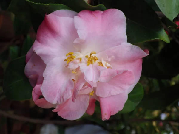 Een Close Shot Van Bloeiende Camellia Bloemen Het Groen — Stockfoto