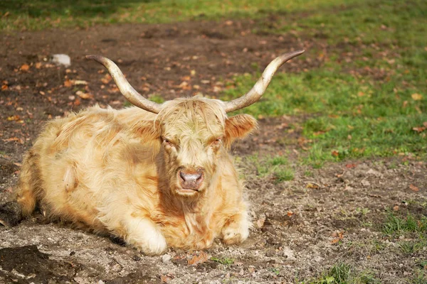 一头棕色的牛躺在田里 — 图库照片