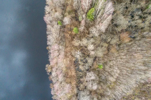 Ein Blick Von Oben Auf Trockene Bäume Wald — Stockfoto