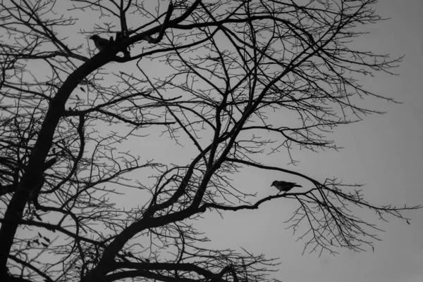 Tiro Escala Grises Pájaros Posados Árbol —  Fotos de Stock