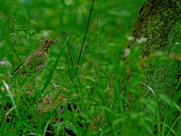 Een Closeup Van Een Kleine Mus Zittend Boom Wortels Bedekt — Stockfoto