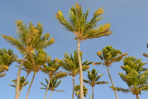 青い空に対するヤシの木の低角度ショット — ストック写真