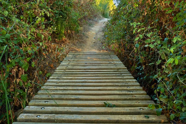 Wooden Trail Leading Beautiful Forest — Stock Photo, Image