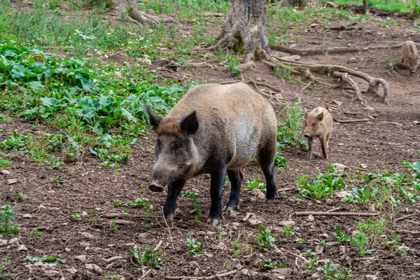 Les Porcs Hongrois Mangalica Dans Une Exploitation Porcine — Photo