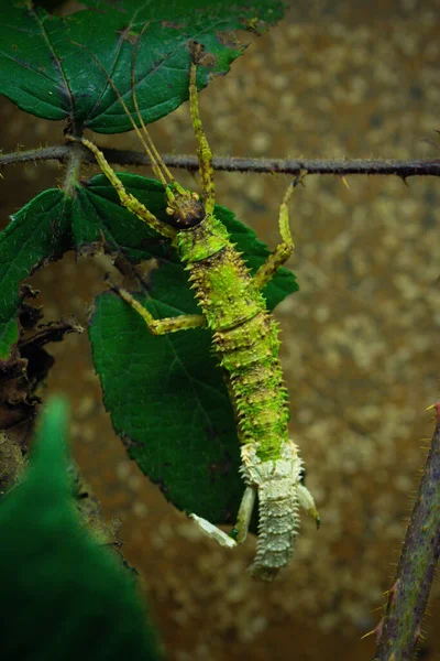 Egy Zöld Parazita Függőleges Közelsége Lóg Egy Ágáról — Stock Fotó