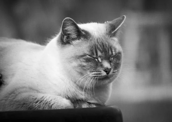 Eine Graustufenaufnahme Einer Niedlichen Flauschigen Katze Die Unter Den Lichtern — Stockfoto