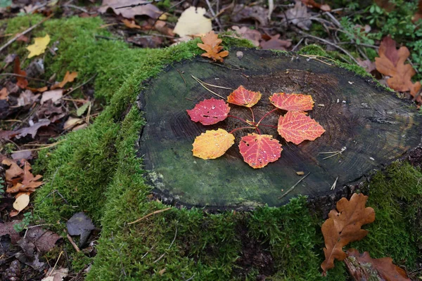 落叶在树桩上的秋天的叶子 在森林中以花朵的形式生长在树桩上 — 图库照片