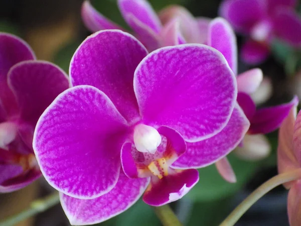 Közelkép Virágzó Orchidea Virágokról Növényzetben — Stock Fotó