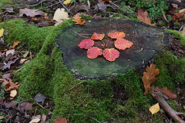 Őszi Levelek Fekszenek Csonkon Egy Virág Formájában Erdőben — Stock Fotó
