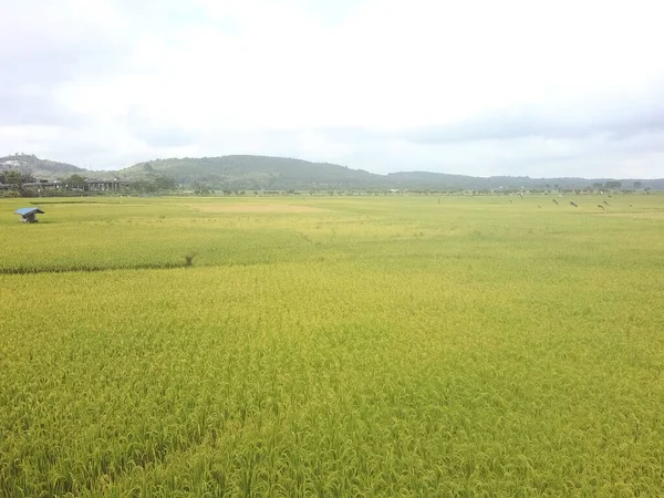 Uma Paisagem Campo Fazenda Coberto Vegetação Nevoeiro Sob Céu Nublado — Fotografia de Stock