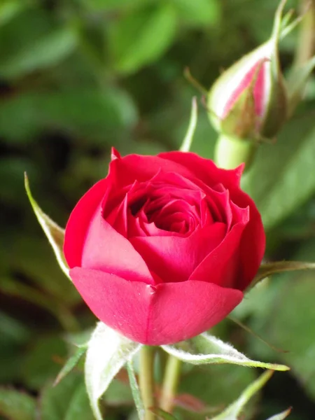 Vertikal Närbild Skott Blommande Ros Grönska — Stockfoto