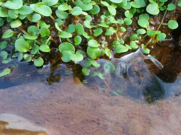 Green Eichornias Water Reflection Shore — Stock Photo, Image