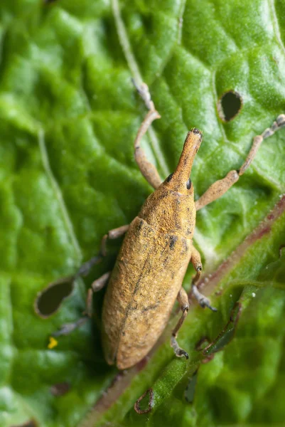 Close Shot Weevil Green Leaf — Stock Photo, Image