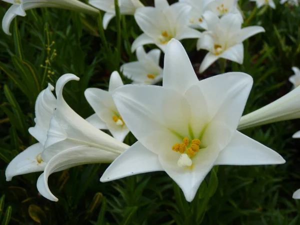 Närbild Bild Bild Blommande Longflower Liljor Grönska — Stockfoto