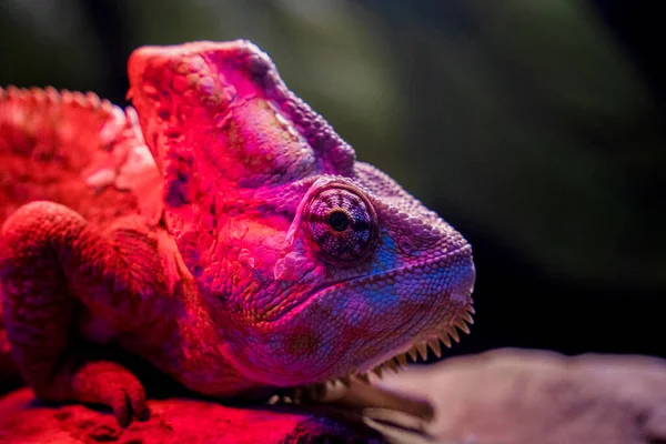 Primo Piano Iguana Comune Una Pietra Sotto Luce Rosa — Foto Stock