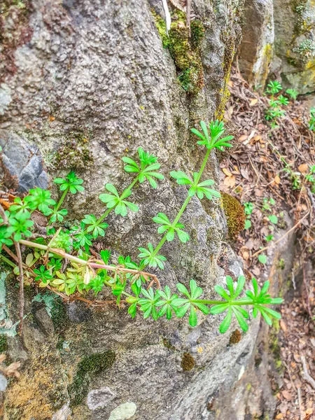Μια Κάθετη Κοντινή Λήψη Από Φύλλα Λούπινου Φυτού Στα Βράχια — Φωτογραφία Αρχείου