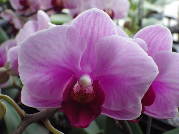 Tiro Closeup Flores Florescendo Orchid Vegetação — Fotografia de Stock
