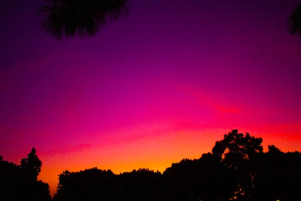 Pink Purple Sky Silhouetted Foreground Trees — Stock Photo, Image