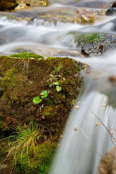Вертикальный Крупный План Воды Текущей Над Камнями Травой — стоковое фото